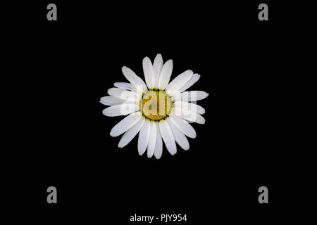 Wild daisies on a black background. Stock Photo
