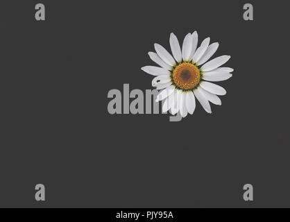 Wild daisies on a black background. Stock Photo