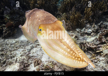 An Adult broadclub cuttlefish, Sepia latimanus, on the reef at Sebayur Island,  Flores Sea, Indonesia Stock Photo