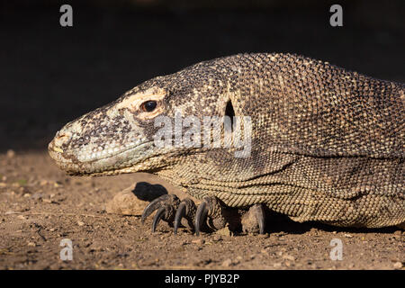 Adult Komodo dragon, Varanus komodoensis, head detail, Rinca Island,  Flores Sea, Indonesia Stock Photo