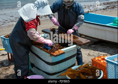 Fisheries workers cut up harvested seaweed for drying on a beach in Kurihama, Kanazawa Prefecture, Japan  on 30 April 2009. Collectively known as kais Stock Photo