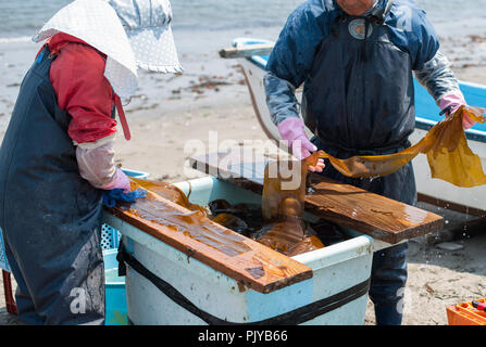 Fisheries workers cut up harvested seaweed for drying on a beach in Kurihama, Kanazawa Prefecture, Japan  on 30 April 2009. Collectively known as kais Stock Photo