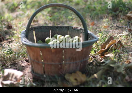 A basket of walnuts under the walnut tree Stock Photo