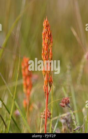 Bog Asphodel, Narthecium ossifragum, seedhead, August, Monmouthshire, Wales, UK Stock Photo