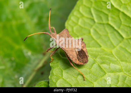 Dock Bug, Coreus marginatus, Monmouthshire, Wales, September. Family Coreidae. Stock Photo