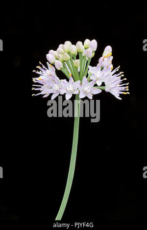 Allium senescens var. glauca, flower. Stock Photo