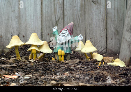 Live mushrooms and Garden Gnome together in a home garden bed, view two. Stock Photo
