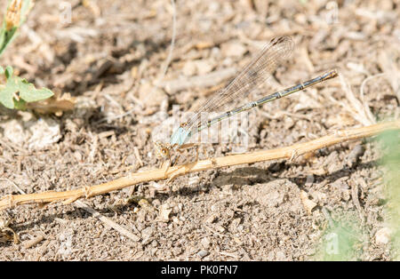 Macro of Blue-fronted Dancer (Argia apicalis) Perched on a Branch in Northern Colorado Stock Photo