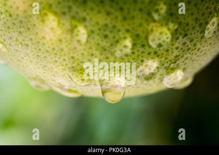 Close up of rain drops on Unripe and Green Grapfruit hanging with Tree Stock Photo