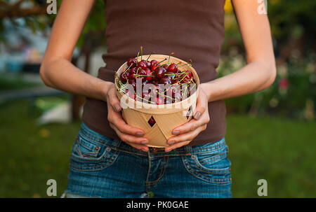 Women hands holding basket with fresh ripe berries at garden. summer fruit in European Stock Photo