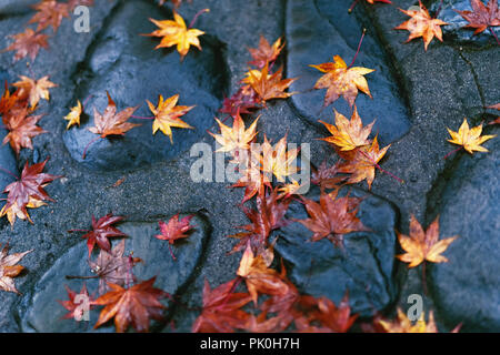 Fallen yellow Japanese maple leaves on shiny wet stones after a rain in Kyoto, Japan, Wabi-Sabi concept, abstract tranquil background. Stock Photo