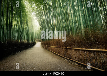 Arashiyama bamboo forest path, beautiful dreamy morning scenery in Kyoto, Japan.