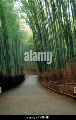 Bamboo forest artistic morning scenery in Arashiyama, Kyoto, Japan.