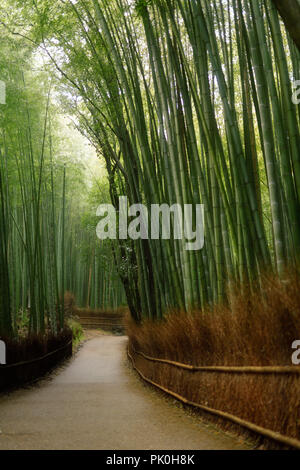 Arashiyama bamboo forest path artistic tranquil scenery in Kyoto, Japan.