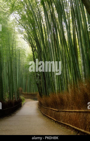 License available at MaximImages.com - Bamboo forest artistic morning scenery in Arashiyama, Kyoto, Japan. Stock Photo