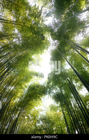 Arashiyama bamboo forest tree tops glowing in bright sunlight, artistic low angle view scenery, Kyoto, Japan.