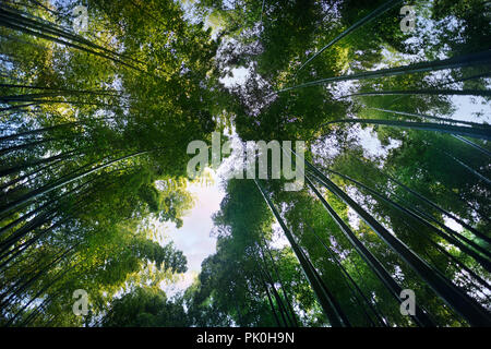 Arashiyama bamboo forest, dreamy skyward low angle view of the canopy of arching tree tops above. Kyoto, Japan.