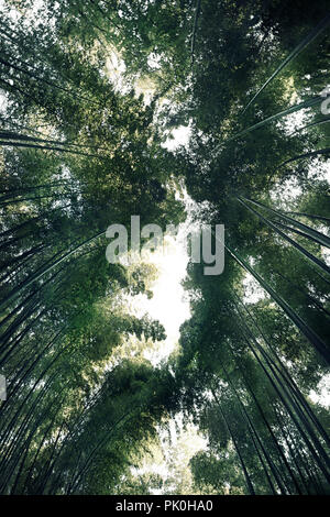 Arashiyama bamboo forest, dreamy skyward view of tree tops from below the converging stems, Kyoto, Japan.
