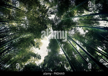 Arashiyama bamboo forest, dreamy skyward view of tree tops from below the converging bamboo culms. Kyoto, Japan.