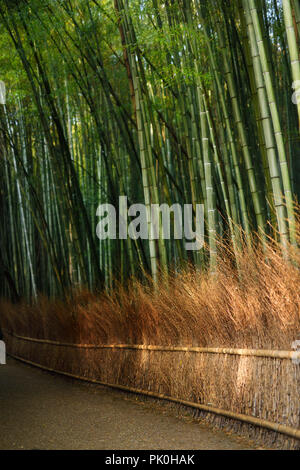 Arashiyama bamboo forest scenery in bright morning sunshine, Kyoto, Japan.