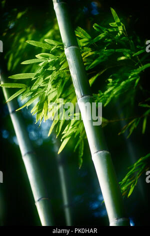 Beautiful closeup of green bamboo leaves and tall culms in dramatic morning light. Arashiyama, Kyoto, Japan. Stock Photo