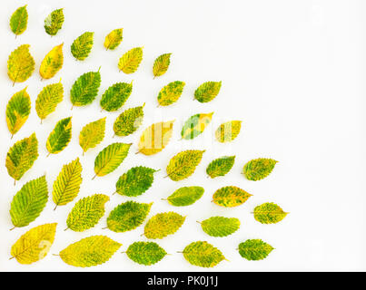 Vibrant alder tree leaves on white canvas background with copy space. Autumn nature inspiration. Stock Photo