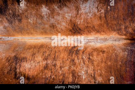 Cowhide background pattern will make for cool backdrop. Stock Photo