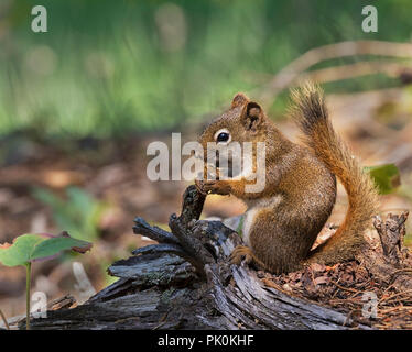 American red squirrel (Tamiasciurus hudsonicus) or pine squireel Stock Photo