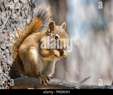 American red squirrel (Tamiasciurus hudsonicus) or pine squireel Stock Photo