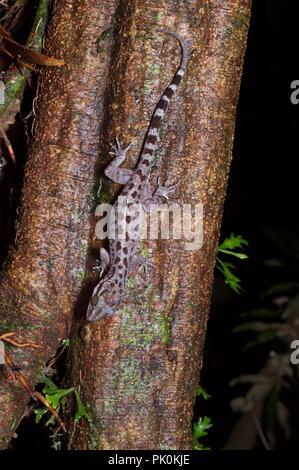 An Inger's Bent-toed Gecko (Cyrtodactylus pubisulcus) hunting at night in Gunung Mulu National Park, Sarawak, East Malaysia, Borneo Stock Photo