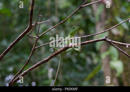 A Green Crested Lizard (Bronchocela cristatella) perched in thin branches in Gunung Mulu National Park, Sarawak, East Malaysia, Borneo Stock Photo