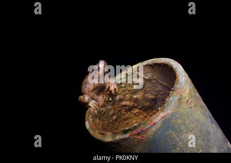 A Tree Hole Frog (Metaphrynella sundana) using a hollow pole as a nest in Gunung Mulu National Park, Sarawak, East Malaysia, Borneo Stock Photo