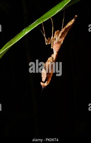 A camouflaged Dead Leaf Mantis (Deroplatys desiccata) hanging from a leaf in Gunung Mulu National Park, Sarawak, East Malaysia, Borneo Stock Photo