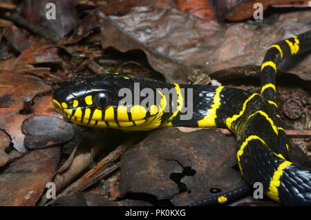 A Mangrove Cat Snake (Boiga dendrophila annectens) on the forest floor in Gunung Mulu National Park, Sarawak, East Malaysia, Borneo Stock Photo