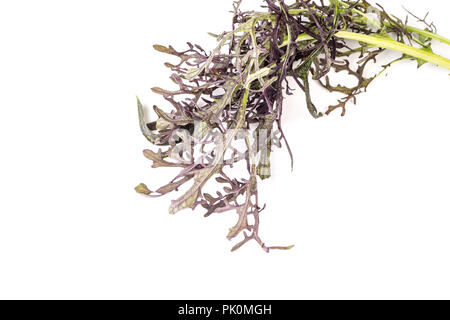 Wasabina, Red Mustard leaves, isolated on white background Stock Photo