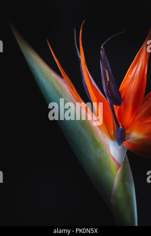 The flower of Strelitzia reginae or crane flower or bird of paradise isolated on black background Stock Photo