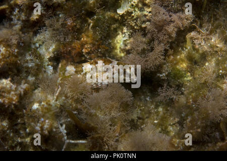 Combtooth Blenny species (Lipophrys trigloides) Stock Photo