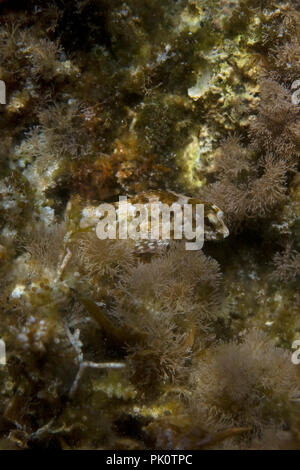 Combtooth Blenny species (Lipophrys trigloides) Stock Photo