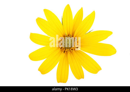 Jerusalem artichoke flower or topinambur isolated on white background. Stock Photo