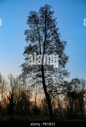 Tree at Dawn Stock Photo