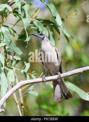 Little Friarbird (Philemon citreogularis), Northern Queensland, QLD, Australia Stock Photo