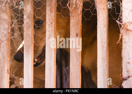 dog victim of animal abuse and mistreatment Stock Photo