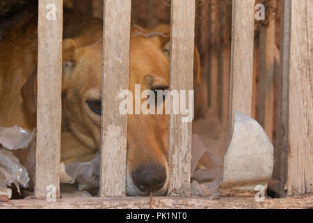 dog victim of animal abuse and mistreatment Stock Photo
