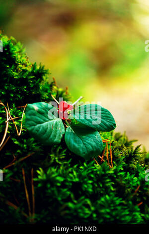 red poisonous berries, wolf berries, belladonna, wolfhound, on green moss in autumn forest Stock Photo