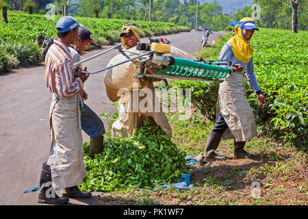 Lawang, Indonesia - July 16, 2018: Indonesian men work hard at highland tea plantation. Farmers picking leaves from green shrubs row Stock Photo