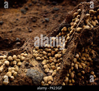 Large group of little sea snails on the rock Stock Photo