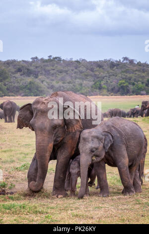 Sri Lankan elephants (Elephas maximus maximus) in Minneriya National Park, Sri Lanka