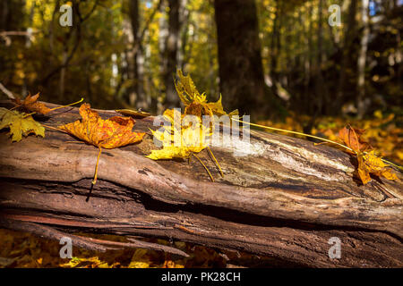 Close-up of autumn leaves lying on a log in the forest Stock Photo
