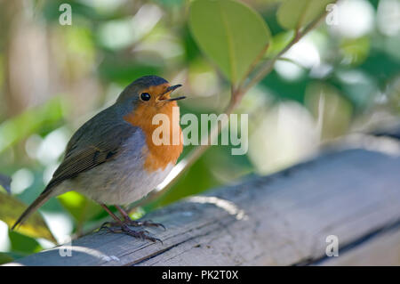 Robin - singing (Erithacus rubecula) Rouge-gorge - chantant Stock Photo