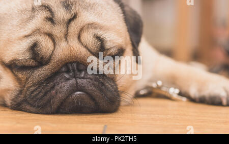 Close-up face of Cute pug puppy dog sleeping. It is hoped the boss will come back soon Stock Photo